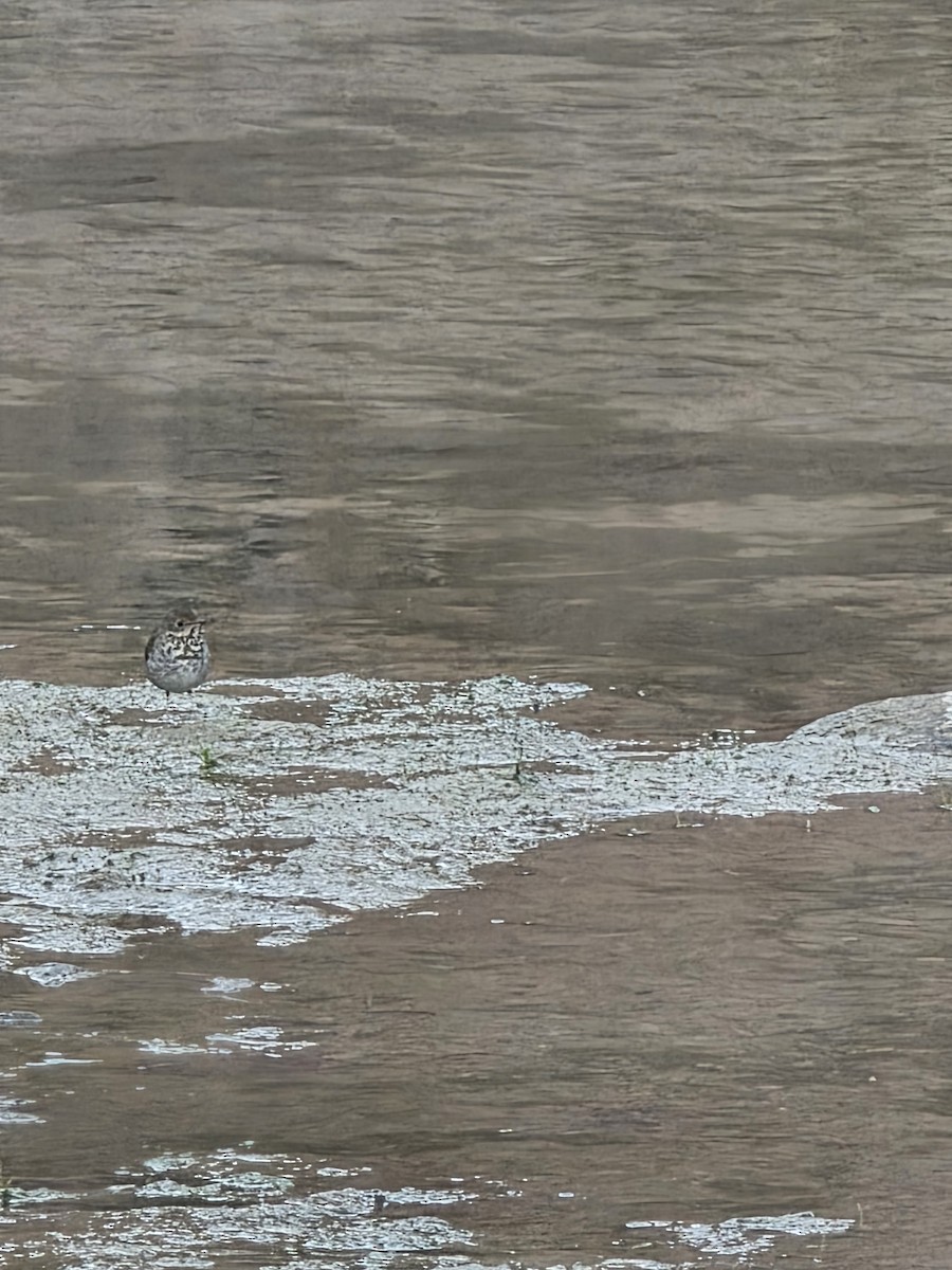 eremittskogtrost - ML646624434