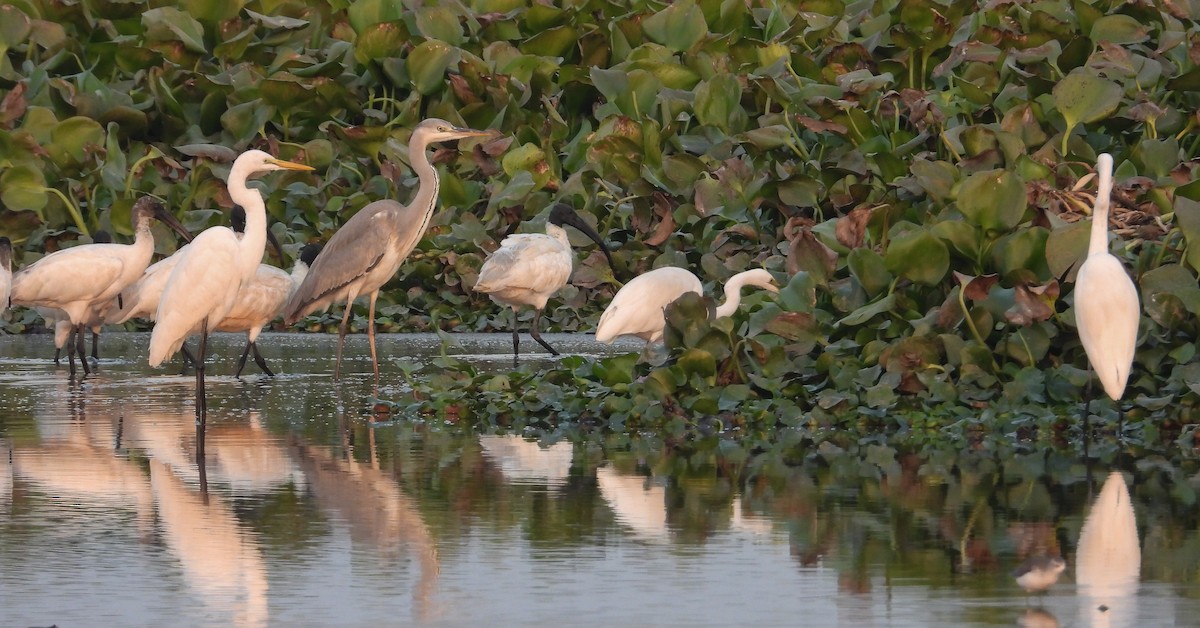 Gri Balıkçıl - ML646624436