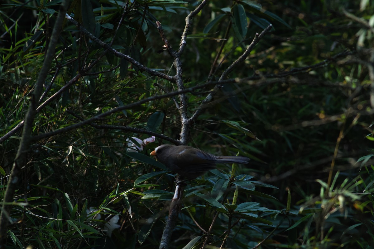 Great Parrotbill - ML646624437