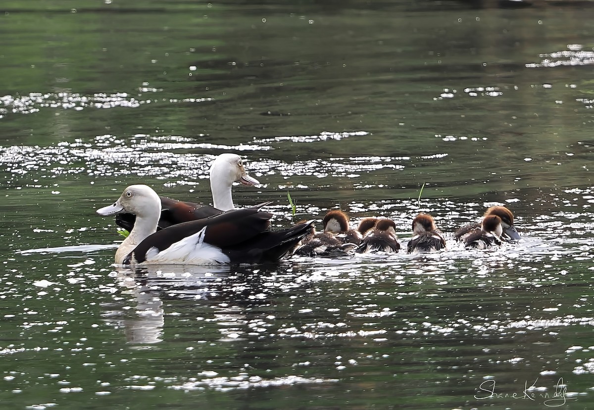 Radjah Shelduck - ML646624441