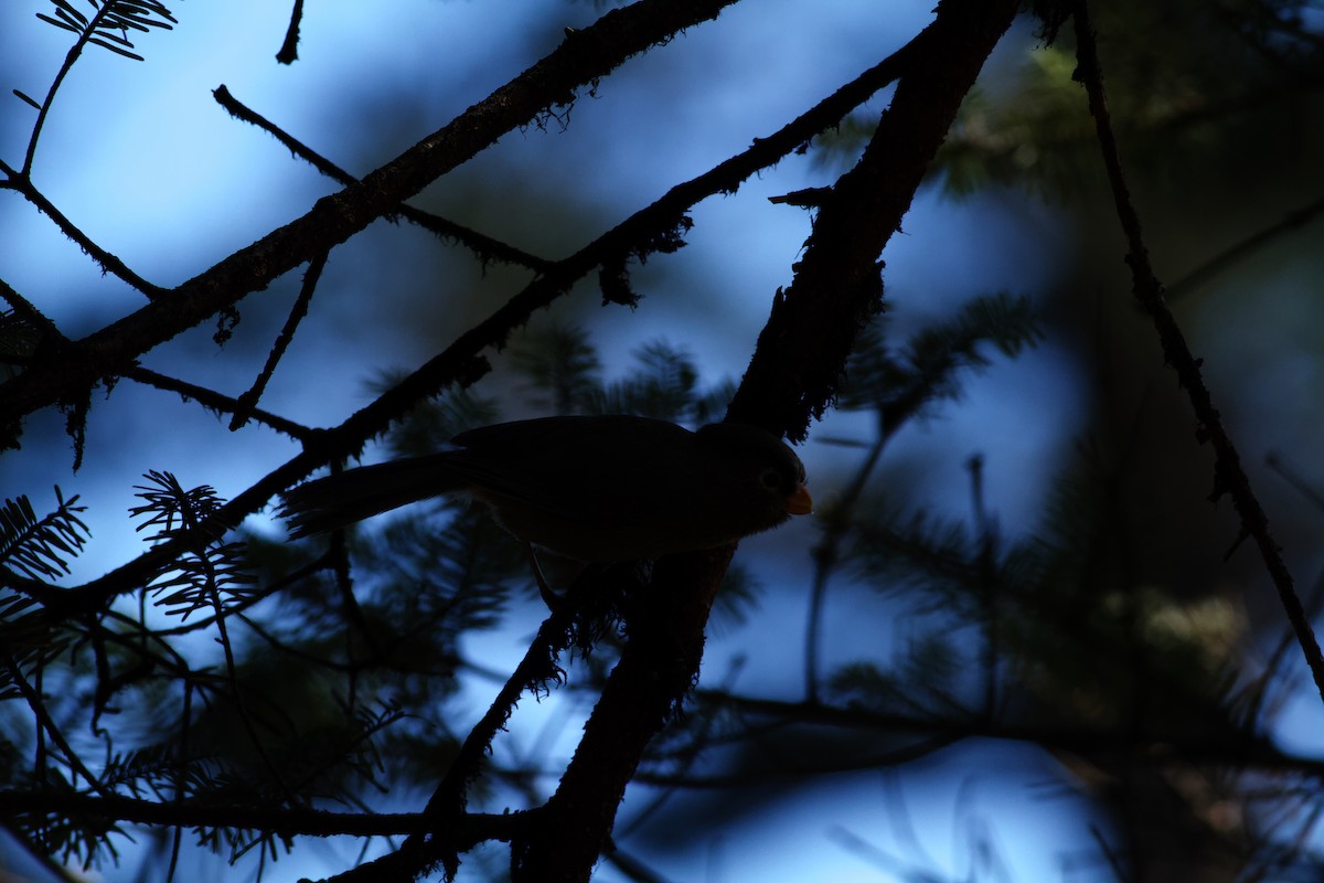 Three-toed Parrotbill - ML646624444