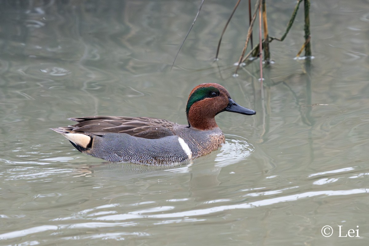 Ногоохон нугас - ML646624445