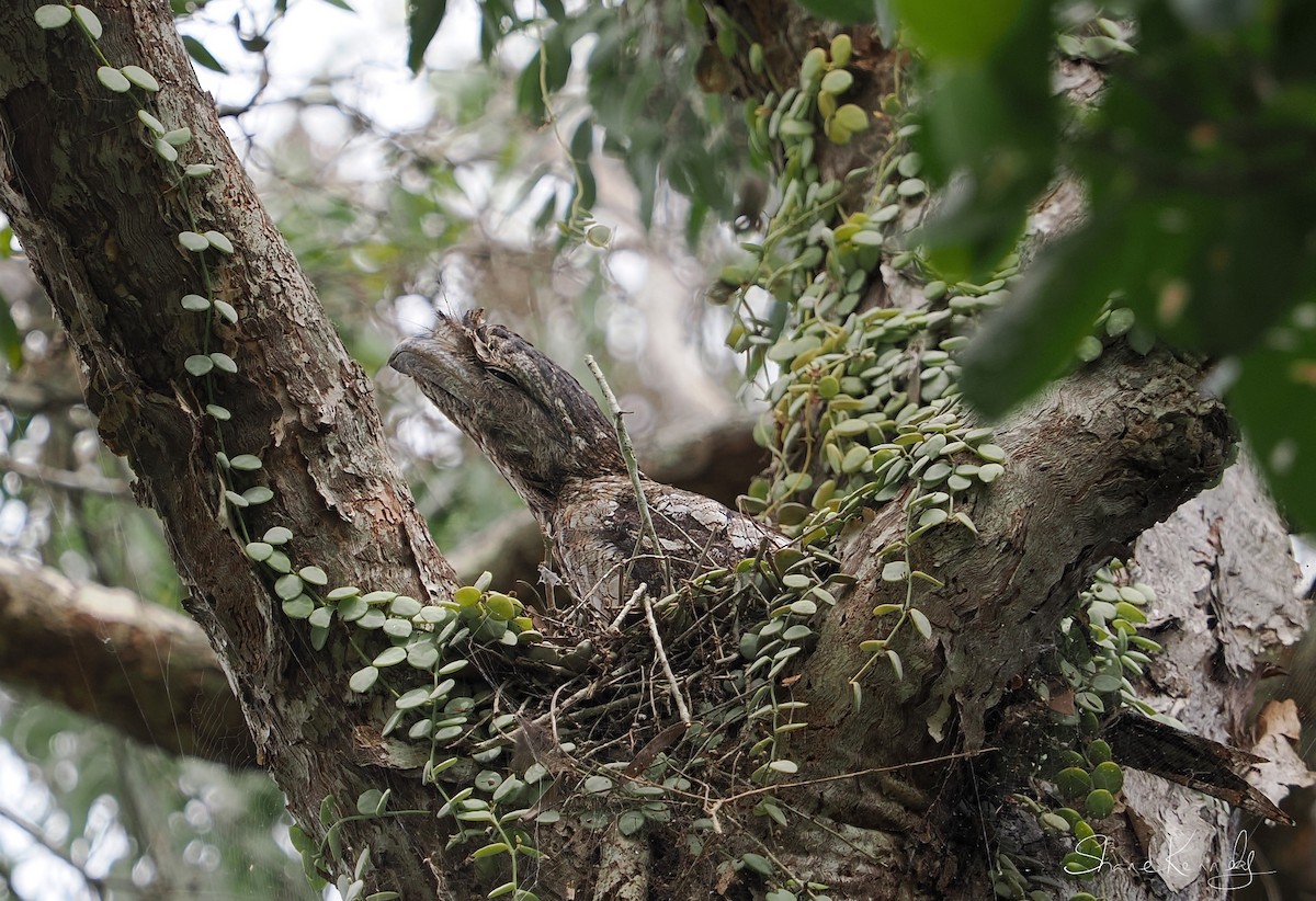 Papuan Frogmouth - ML646624446