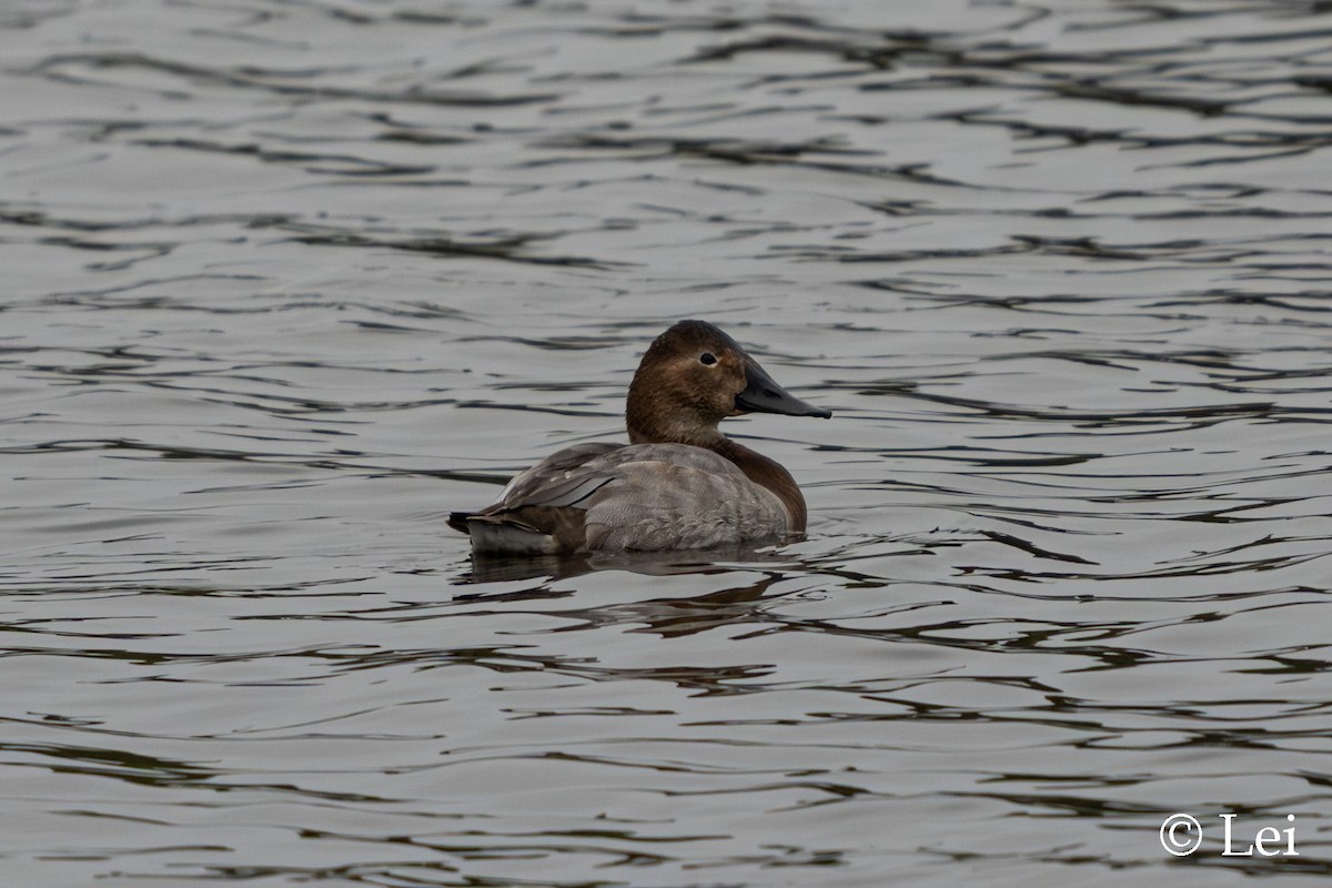 Canvasback - ML646624447