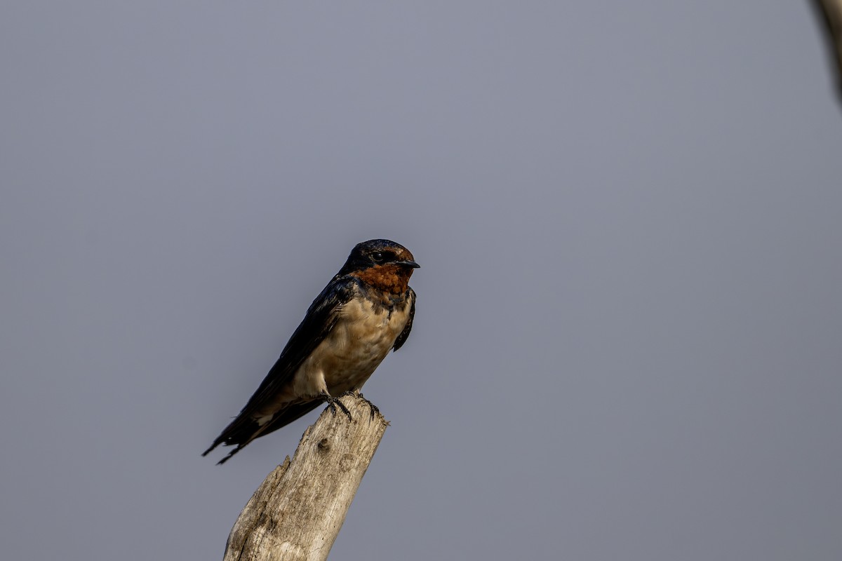 家燕 - ML646624448