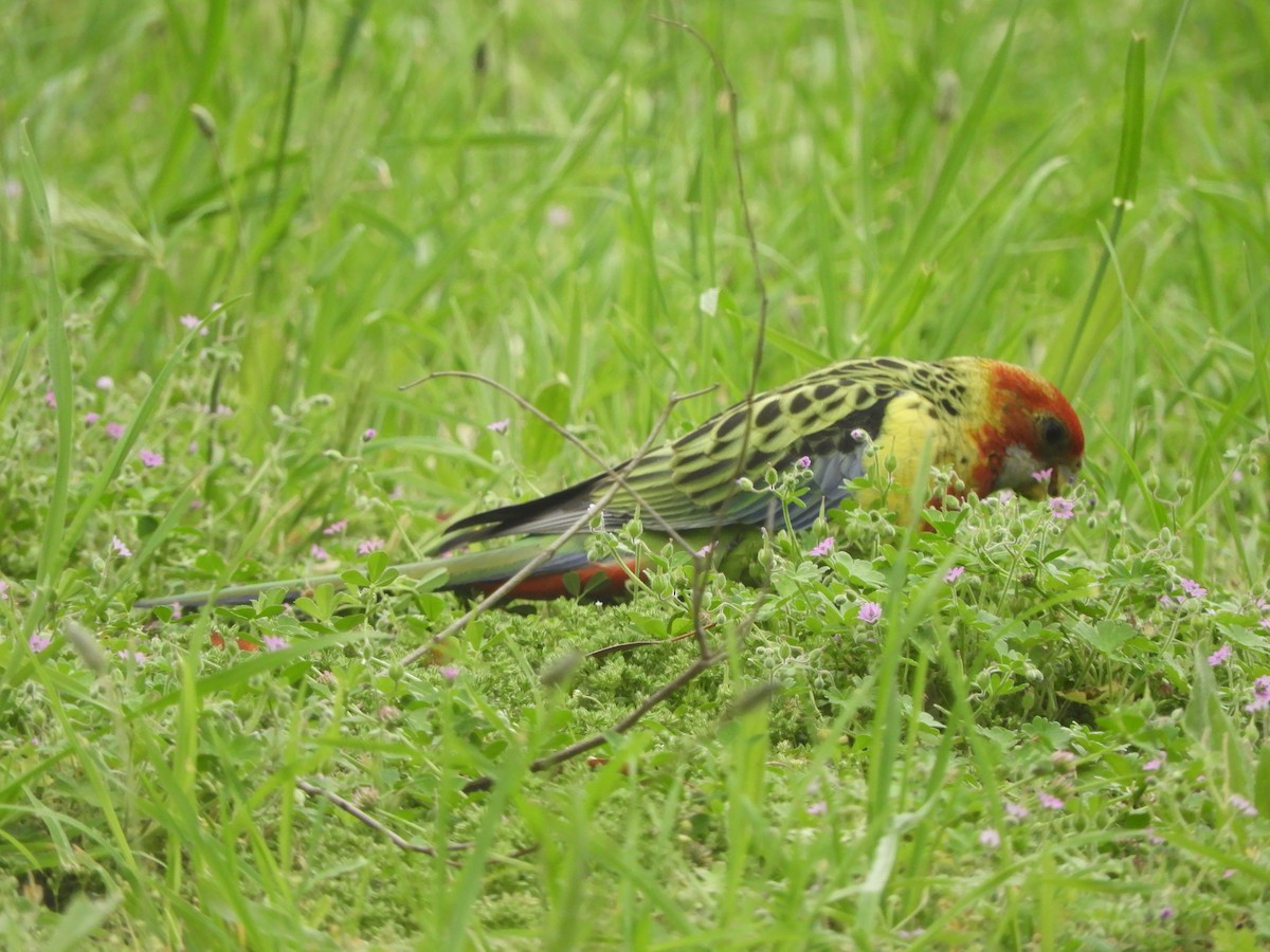 Eastern Rosella - ML646624449