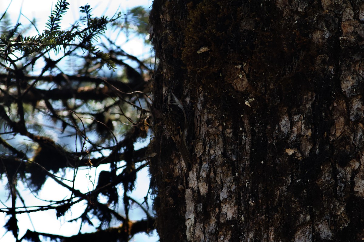 Hodgson's Treecreeper - ML646624450