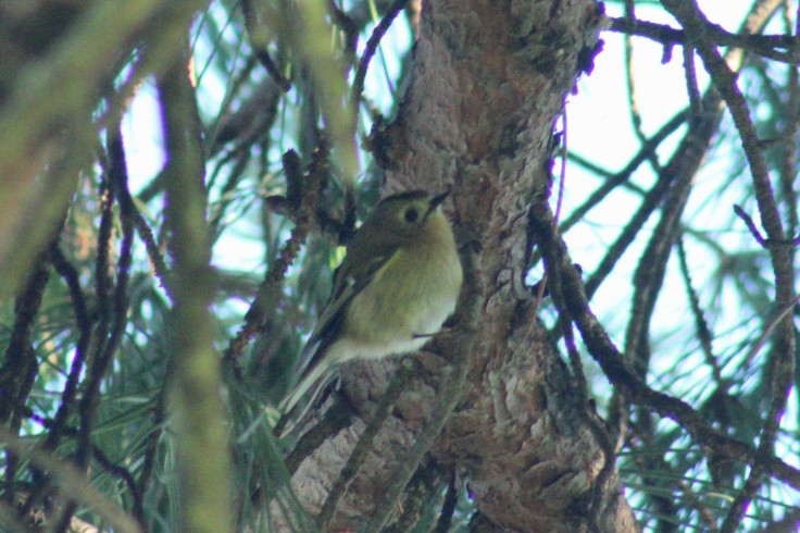 מלכילון האורנים - ML646624451
