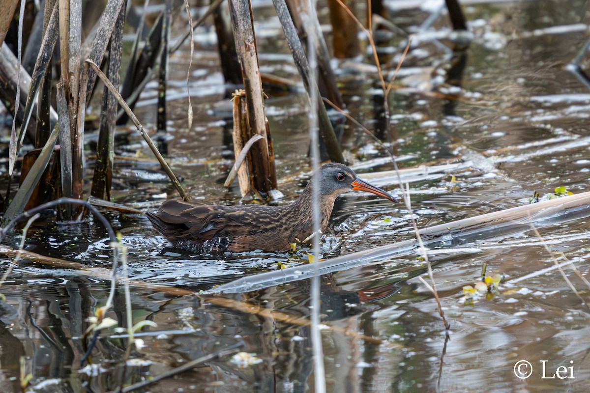 Virginia Rail - ML646624452
