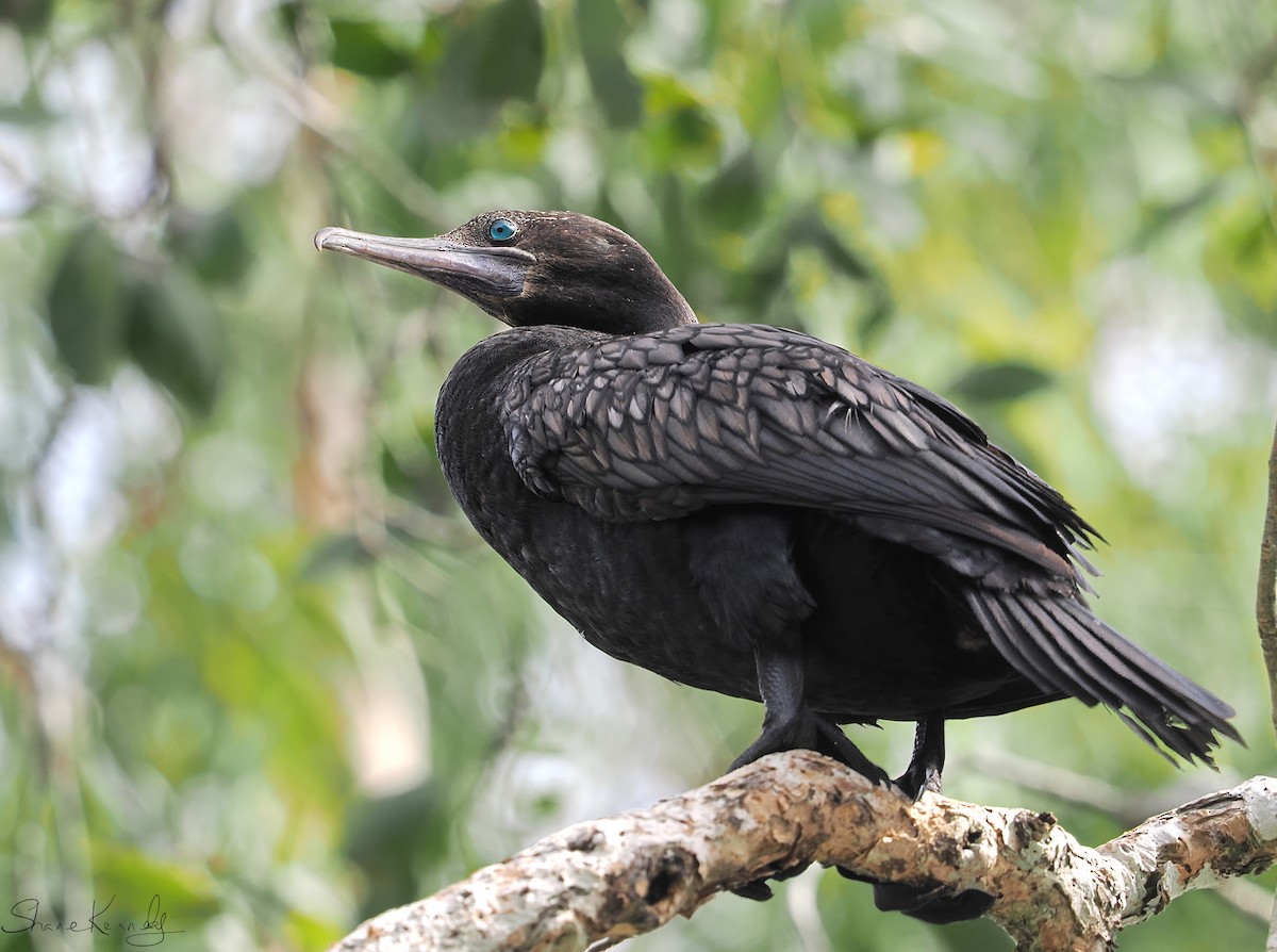 Little Black Cormorant - ML646624453