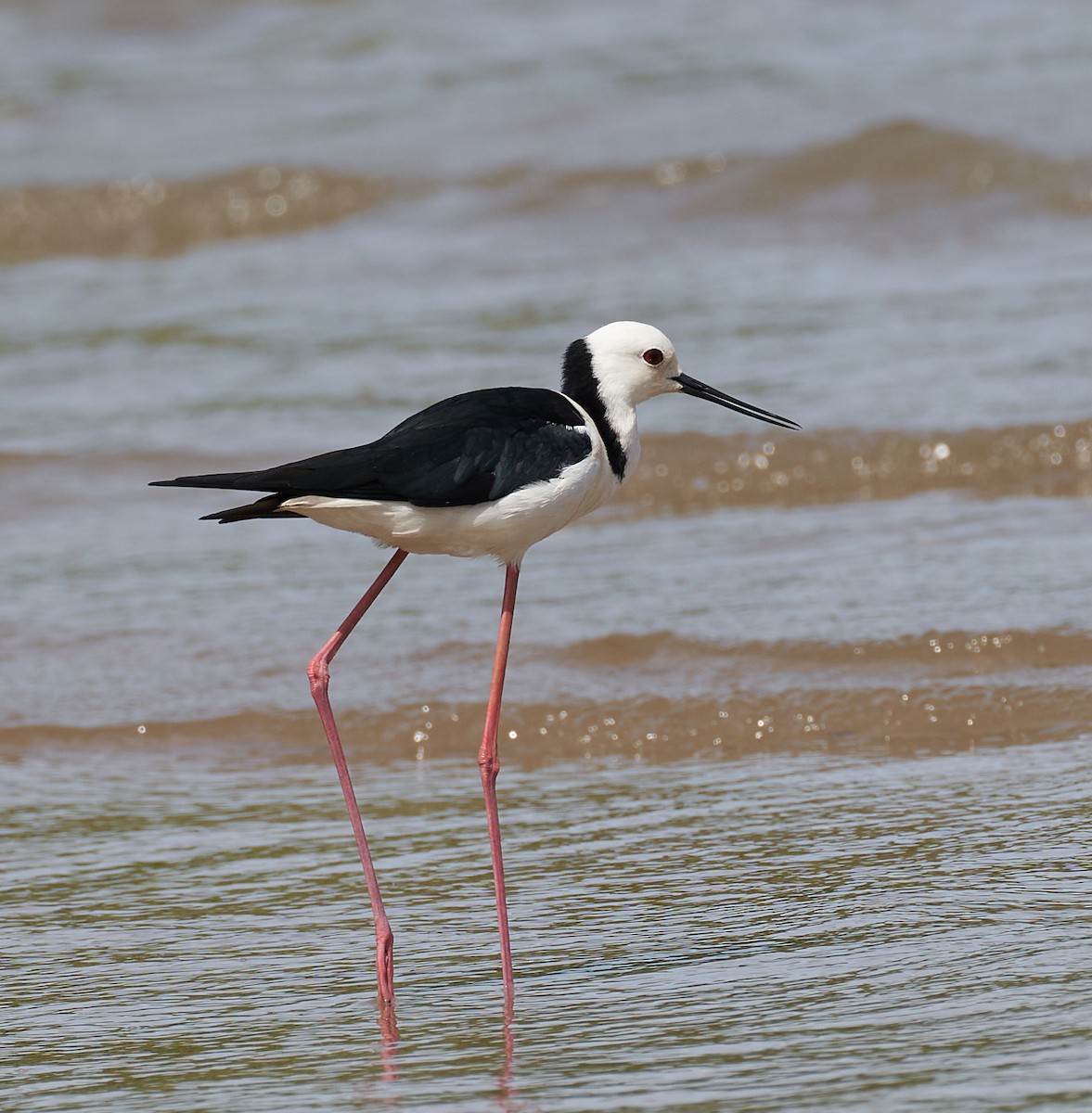 オーストラリアセイタカシギ - ML646624454