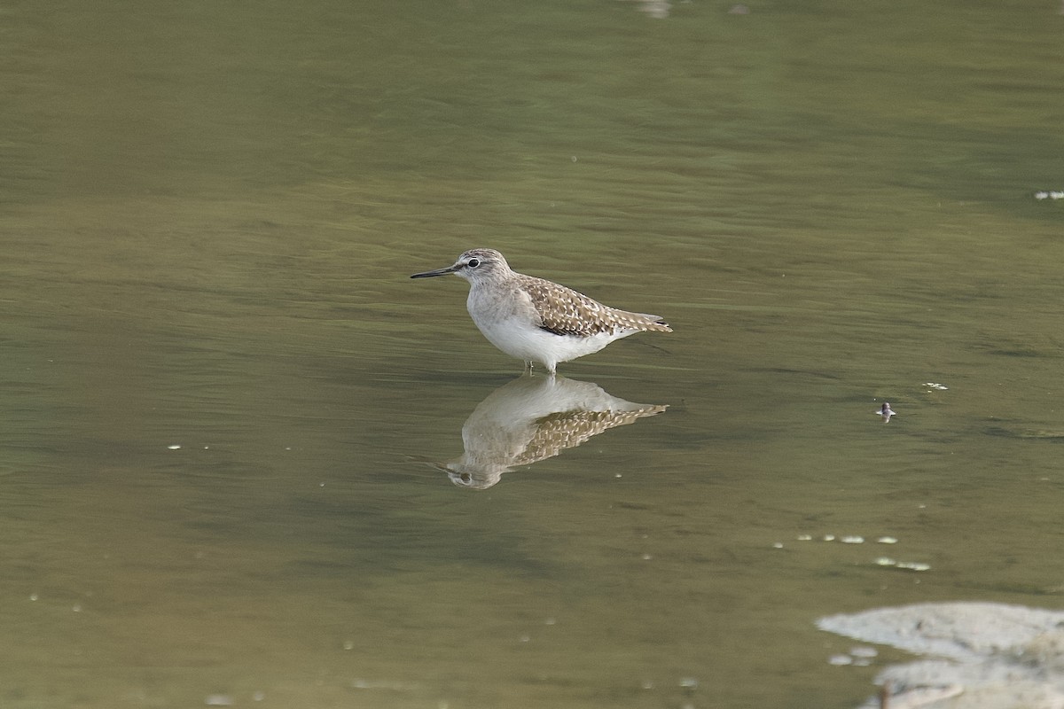 鷹斑鷸 - ML646624455