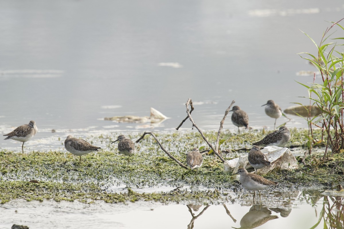 鷹斑鷸 - ML646624456