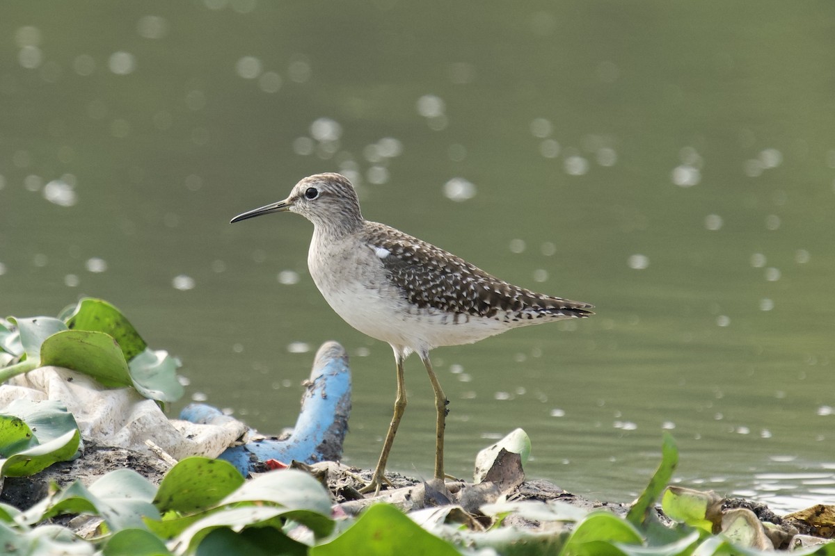 鷹斑鷸 - ML646624457