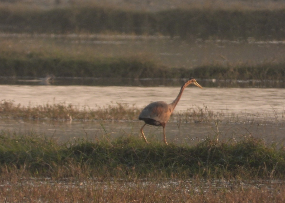 Erguvani Balıkçıl - ML646624458