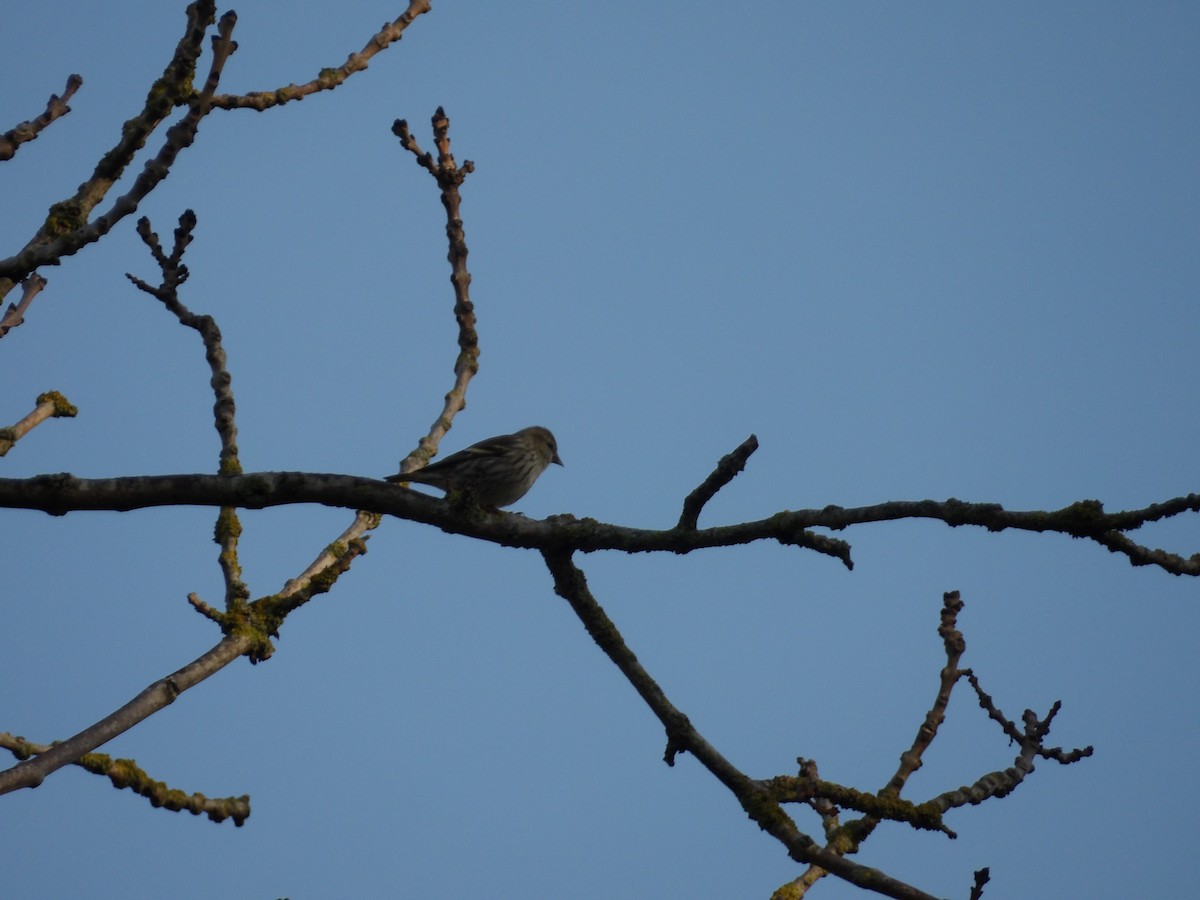 黃雀 - ML646624460