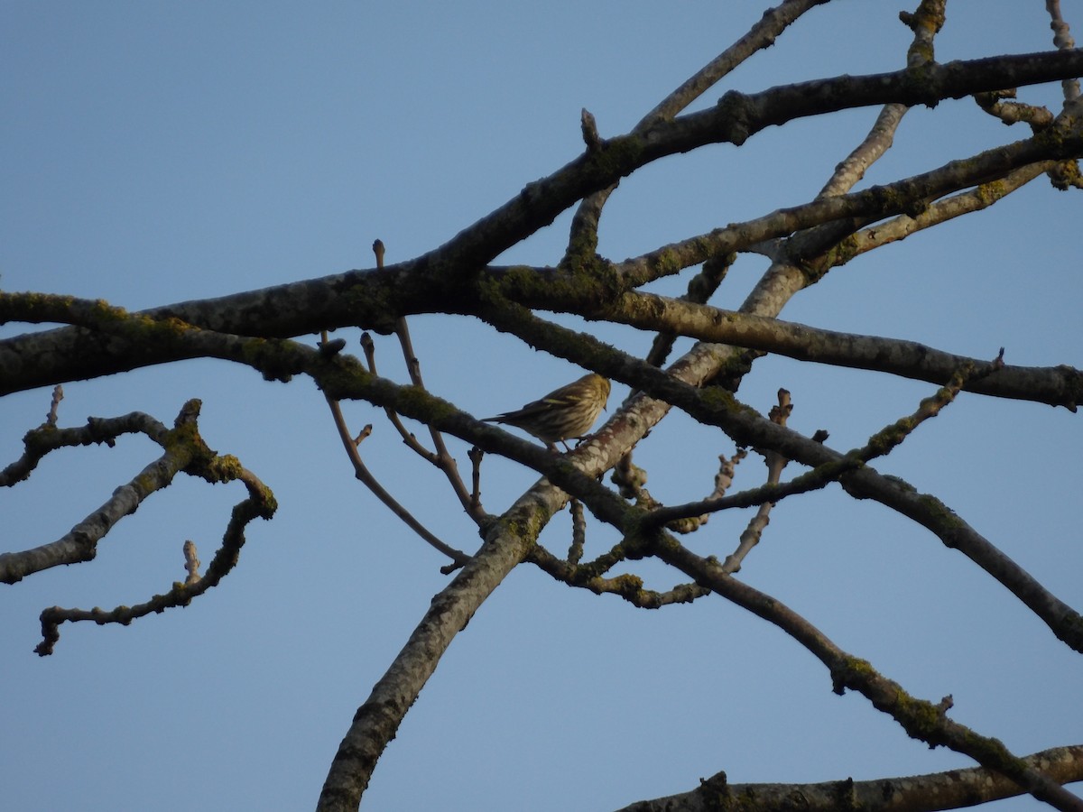 黃雀 - ML646624461