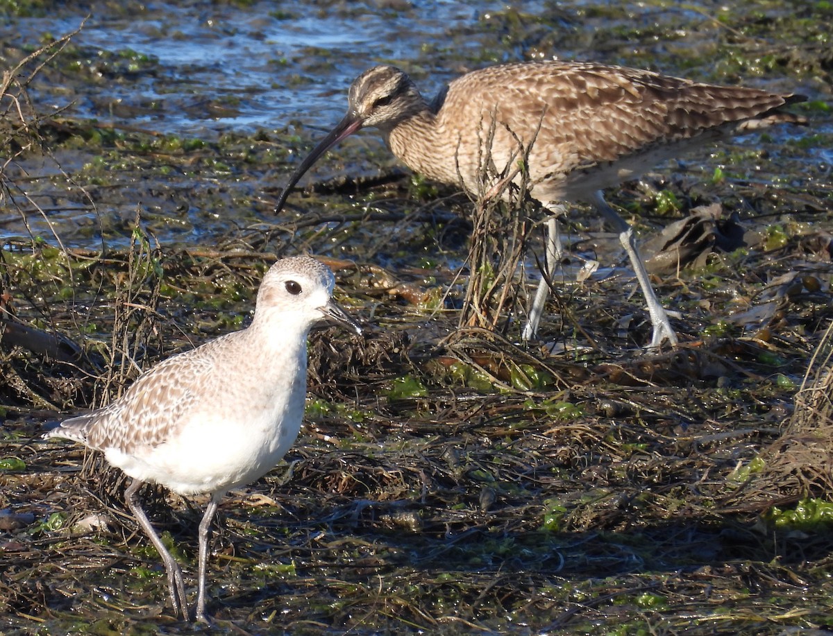 美洲中杓鷸 - ML646624462
