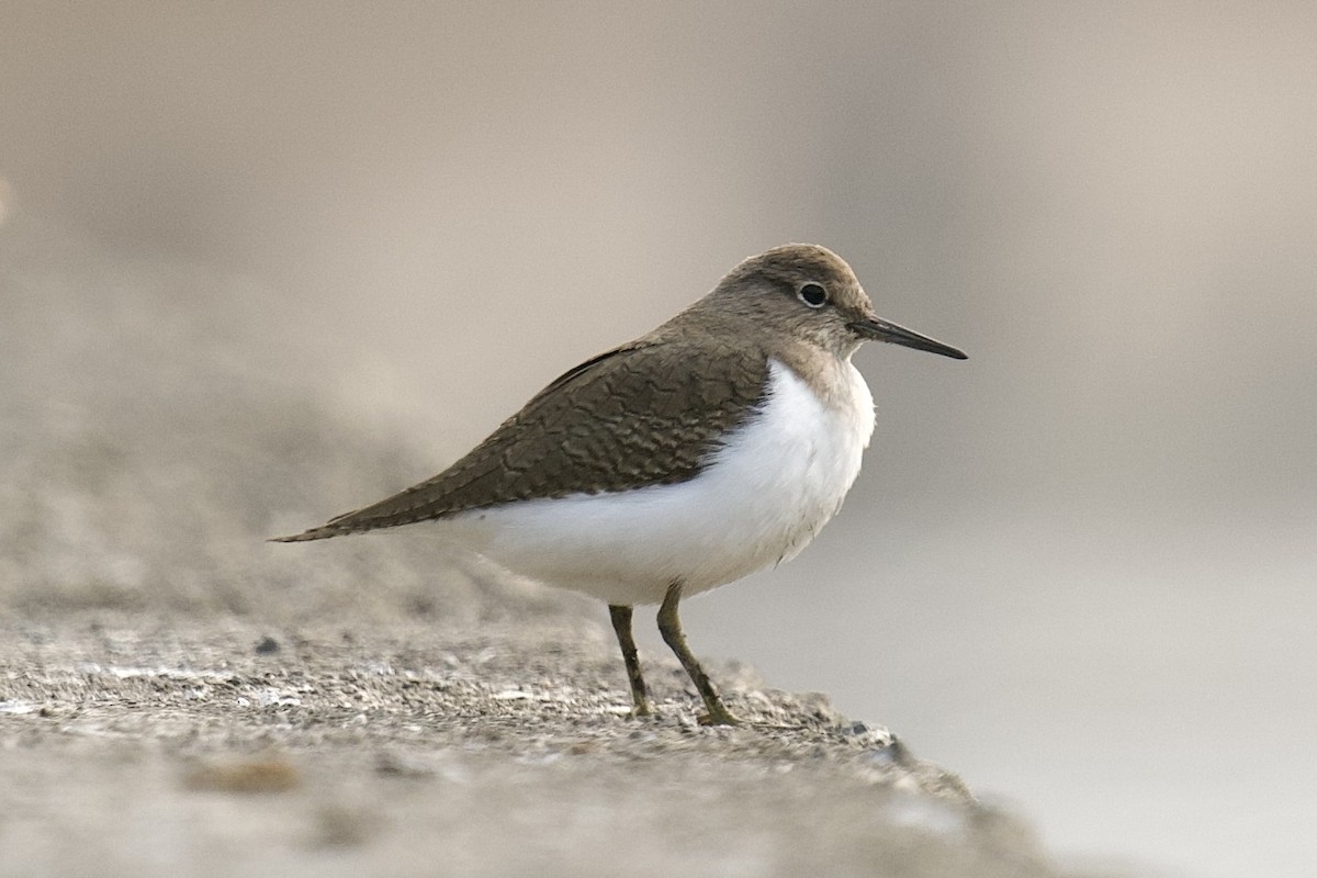 磯鷸 - ML646624463