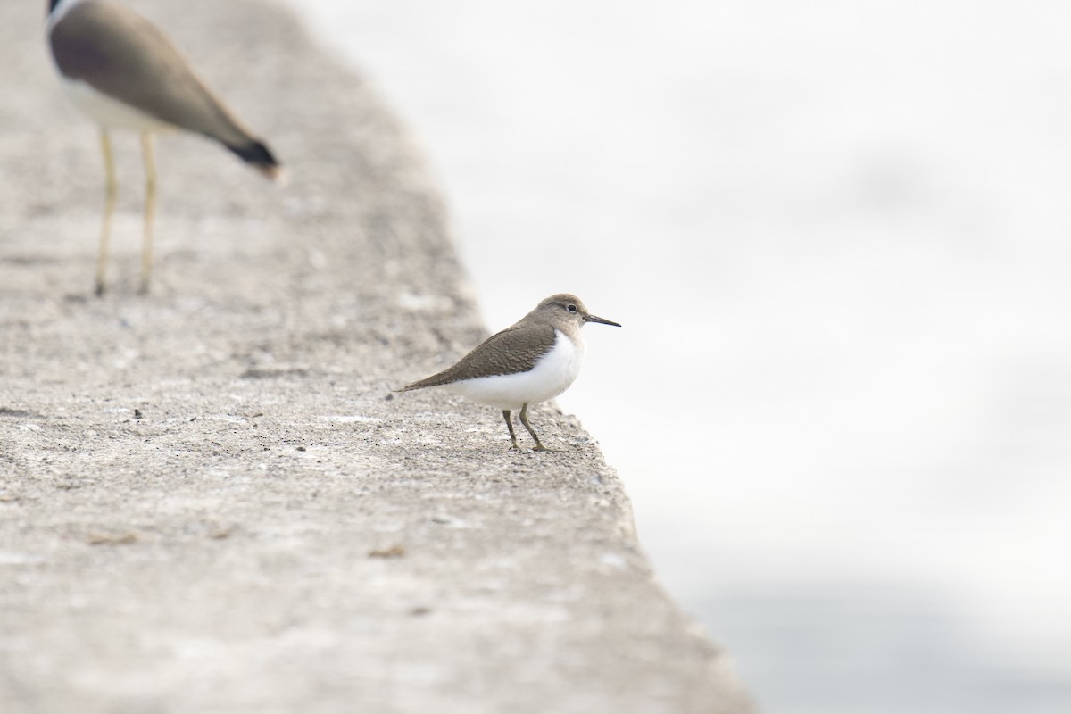 磯鷸 - ML646624464