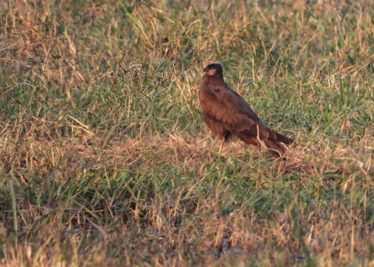 Saz Delicesi - ML646624465