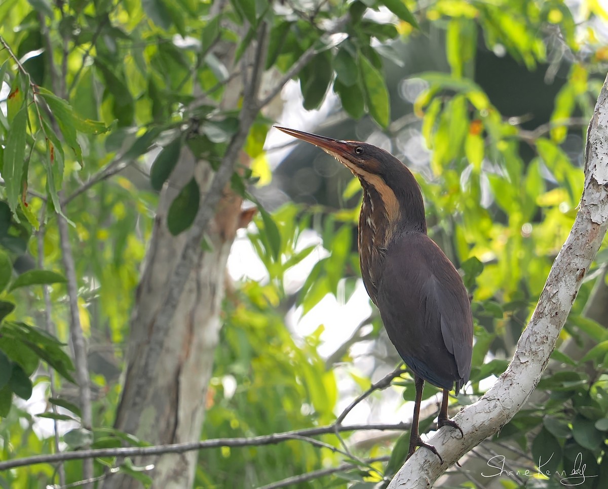 黃頸黑鷺 - ML646624466