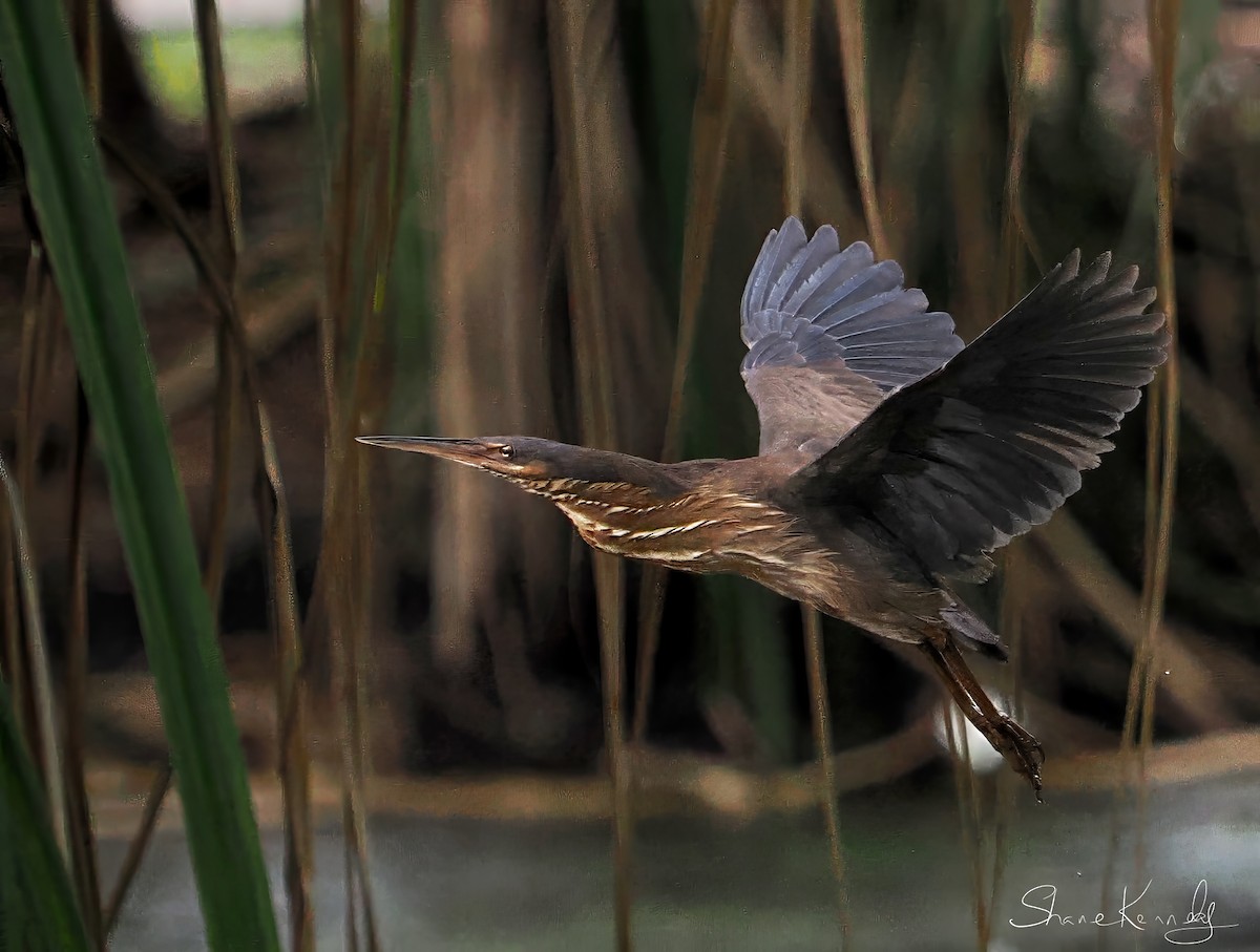黃頸黑鷺 - ML646624467