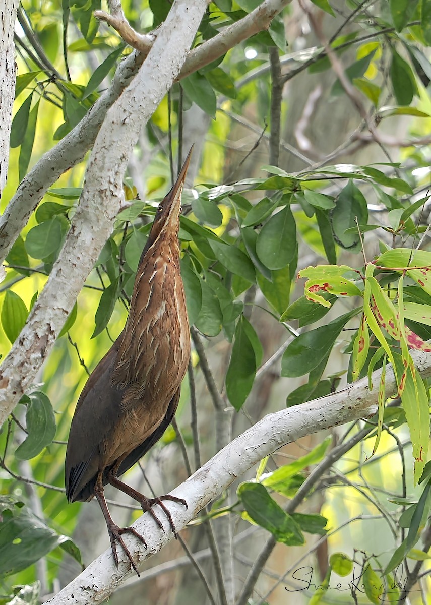 黃頸黑鷺 - ML646624468