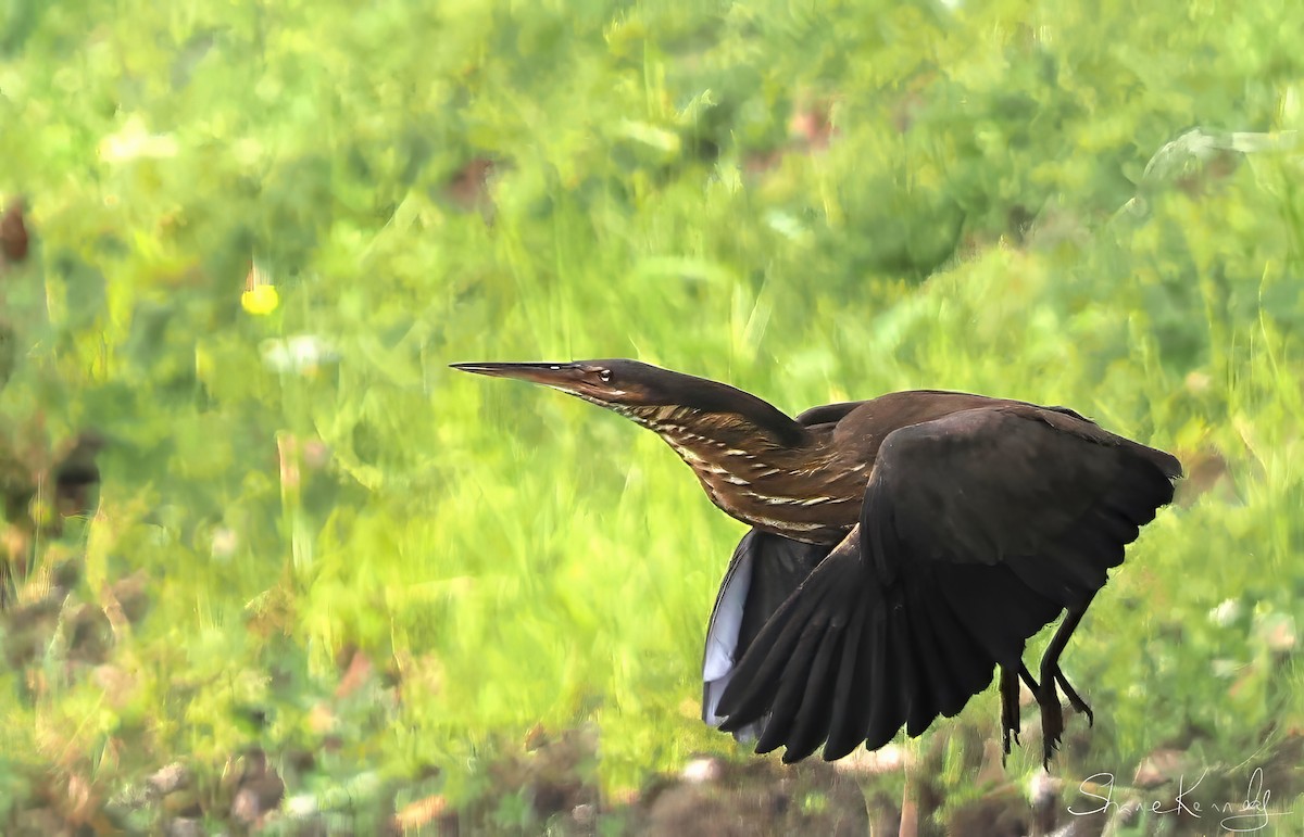 黃頸黑鷺 - ML646624469
