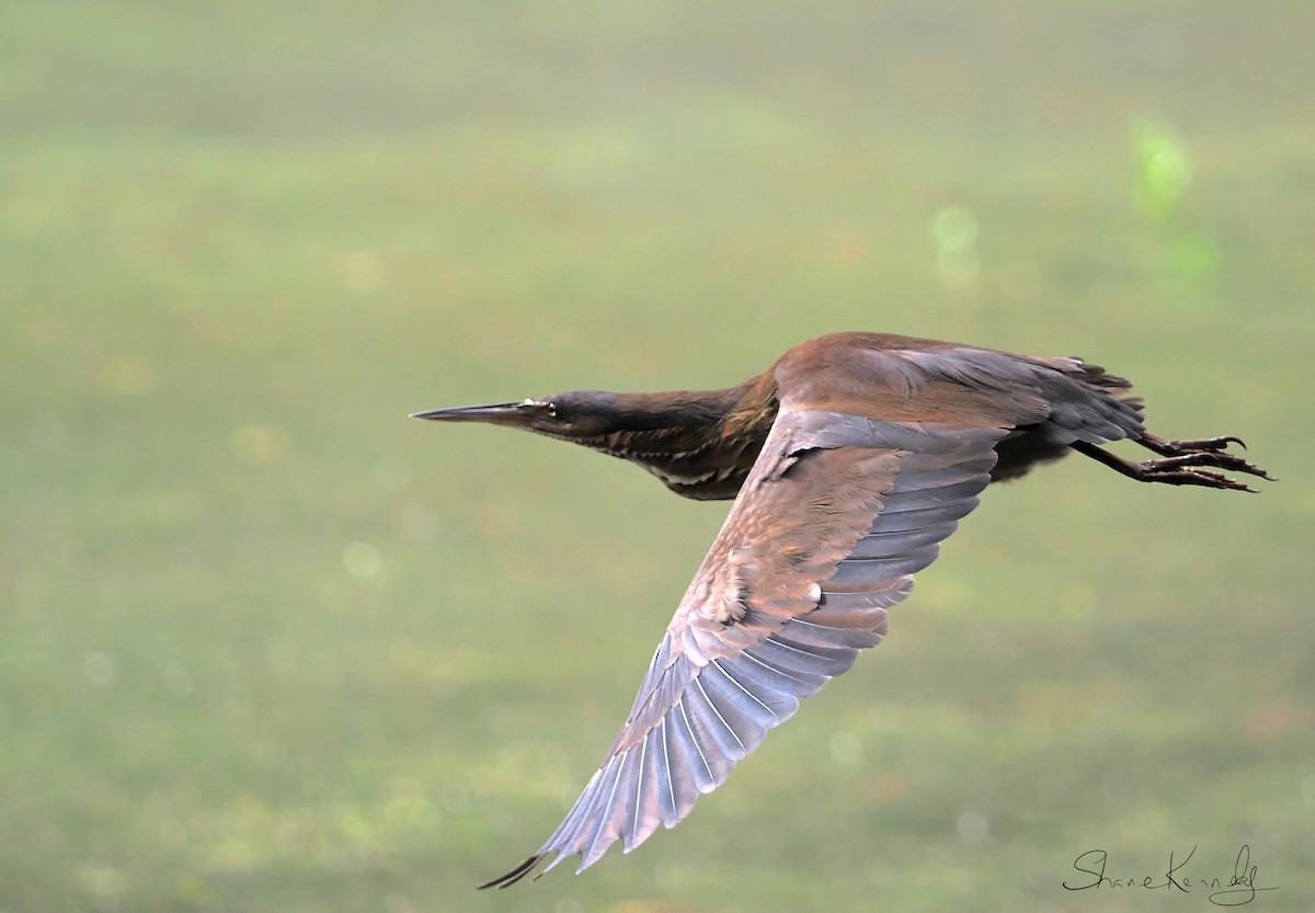 黃頸黑鷺 - ML646624470