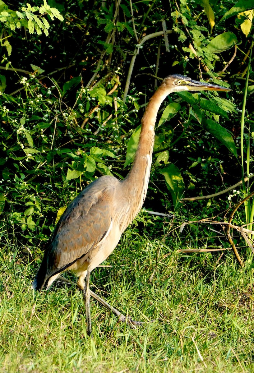 紫鷺 - ML646624472