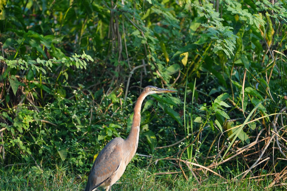紫鷺 - ML646624473