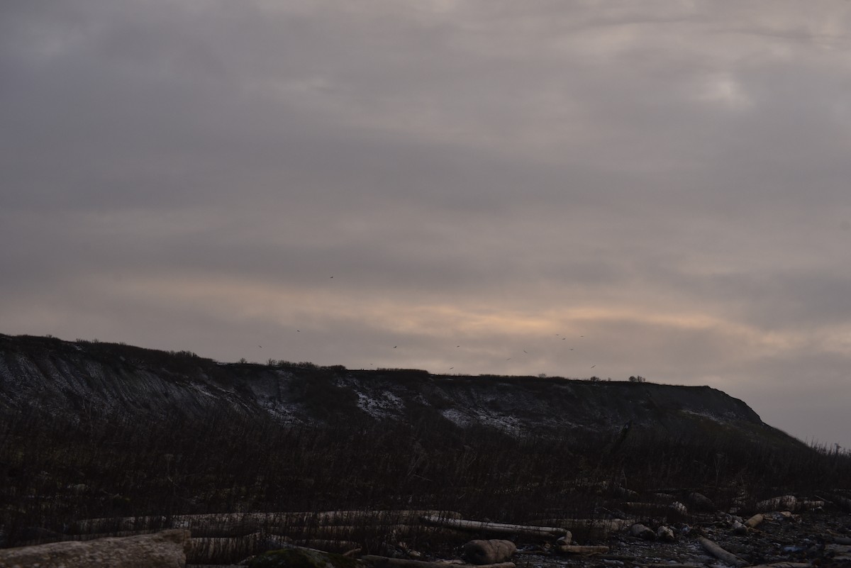 ハクトウワシ - ML646624476