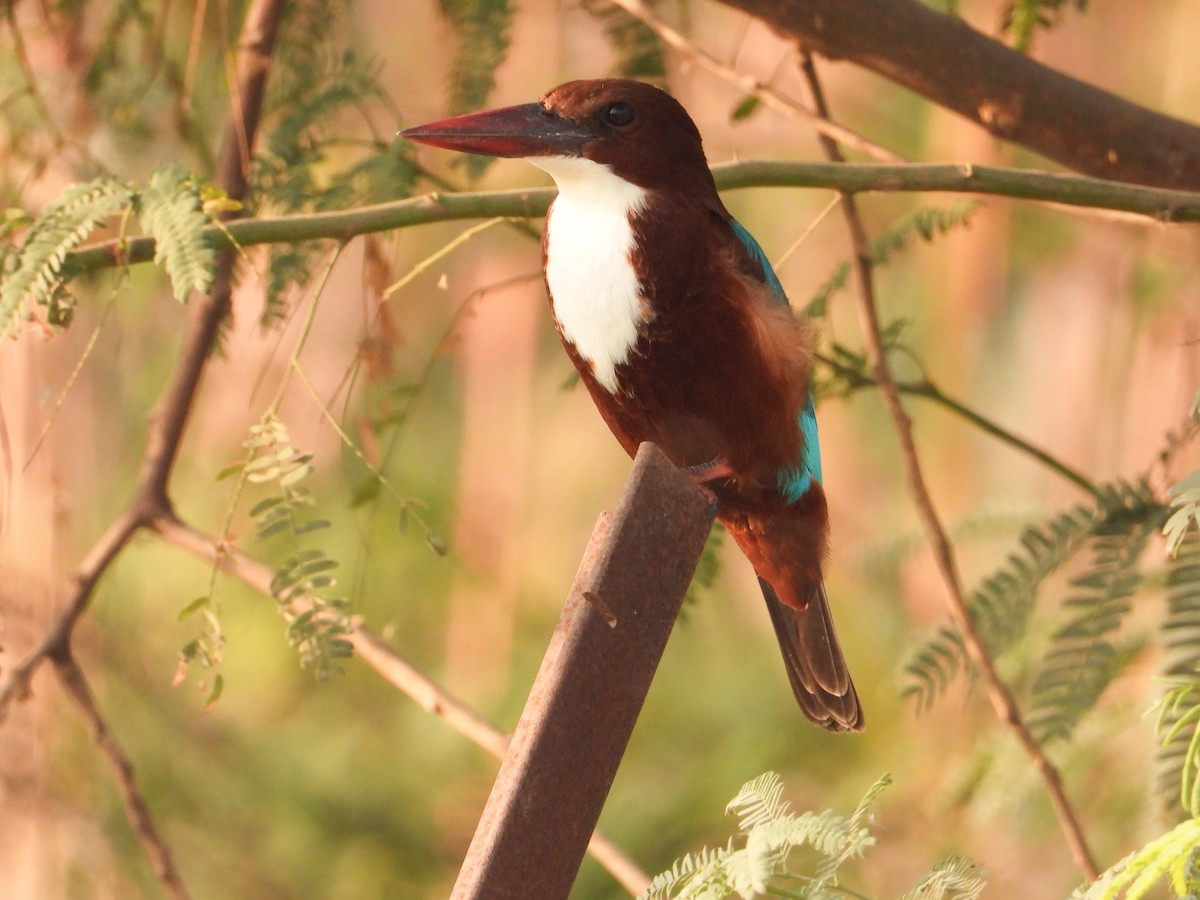 İzmir Yalıçapkını - ML646624482