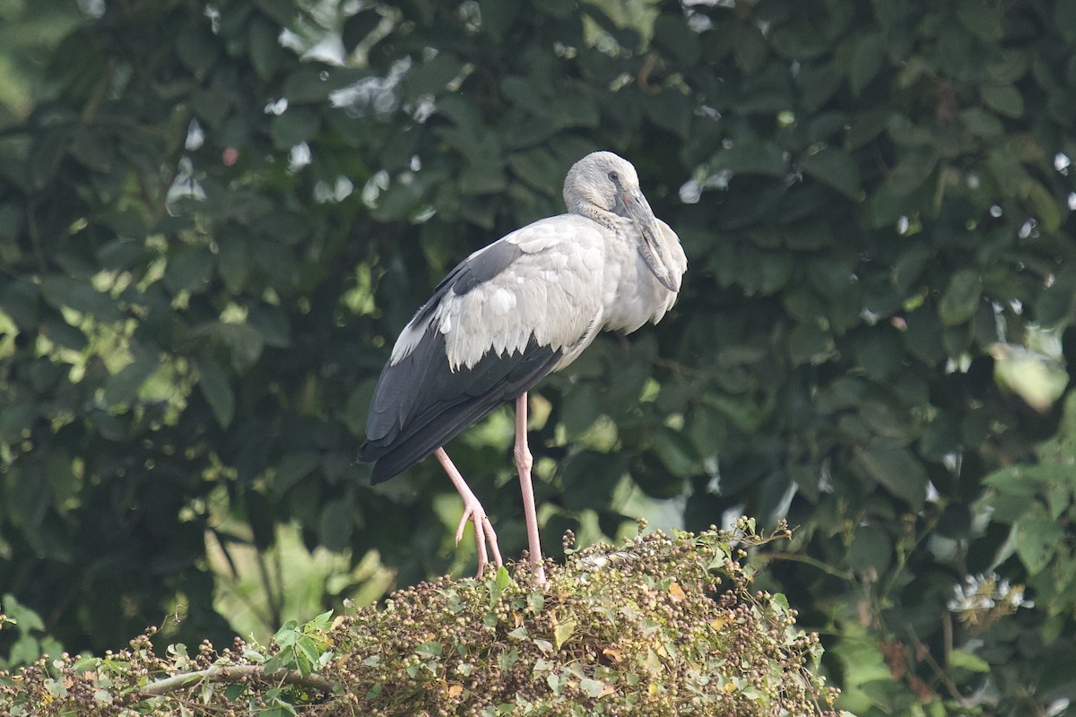 Asian Openbill - ML646624483