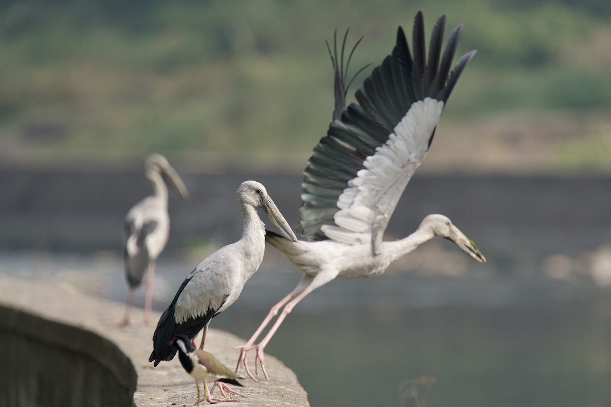 Asian Openbill - ML646624484