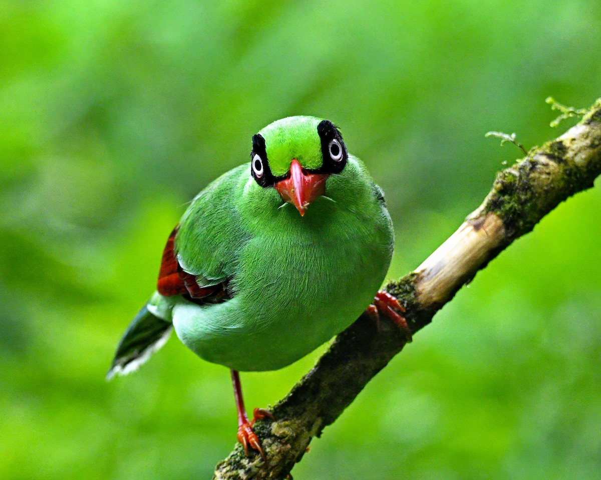 Borneo Yeşil Saksağanı - ML646624485