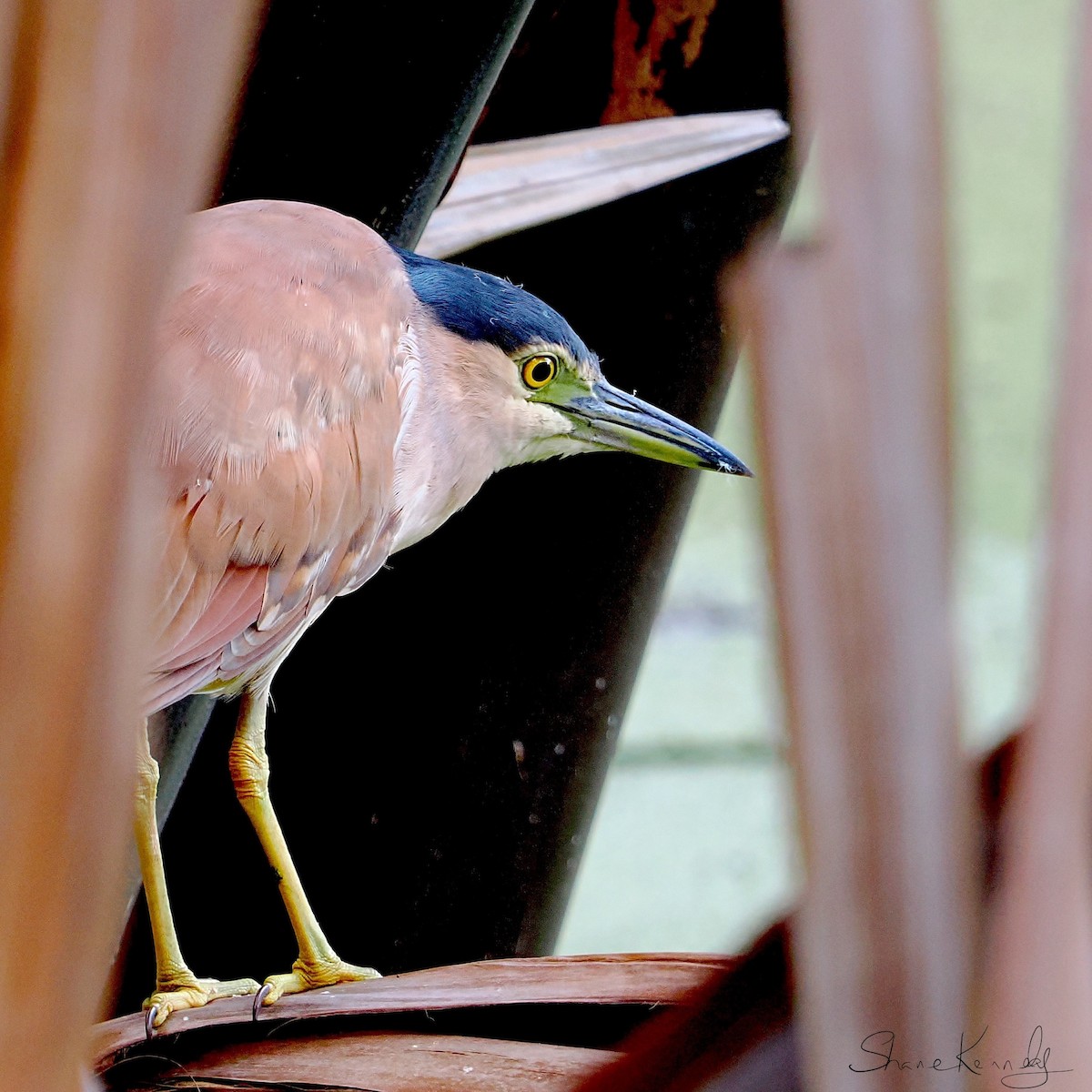 棕夜鷺 - ML646624486