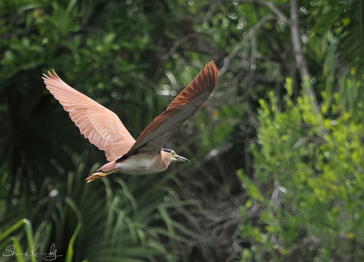 棕夜鷺 - ML646624487