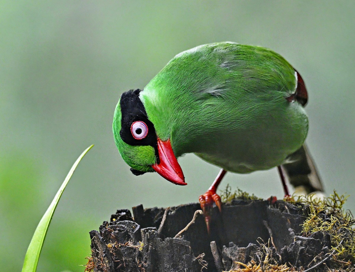 Borneo Yeşil Saksağanı - ML646624488