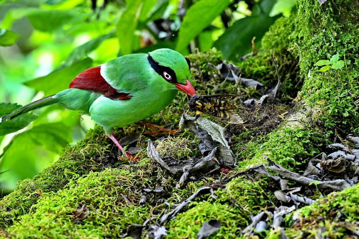 Borneo Yeşil Saksağanı - ML646624489
