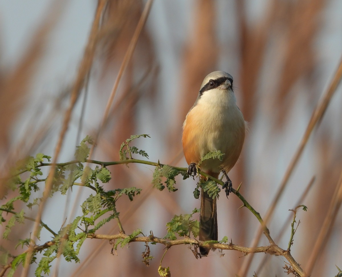 Uzun Kuyruklu Örümcekkuşu - ML646624490