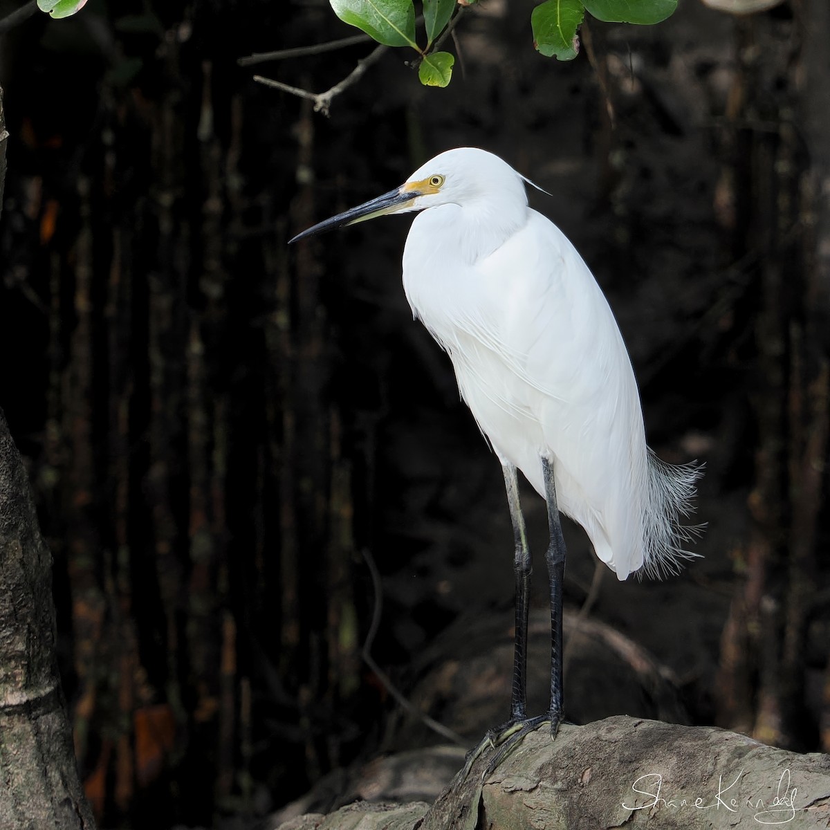 小白鷺 - ML646624491