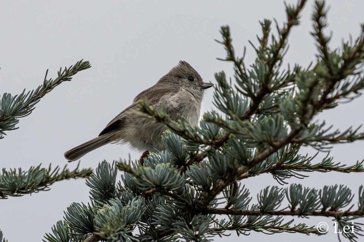 Oak Titmouse - ML646624492