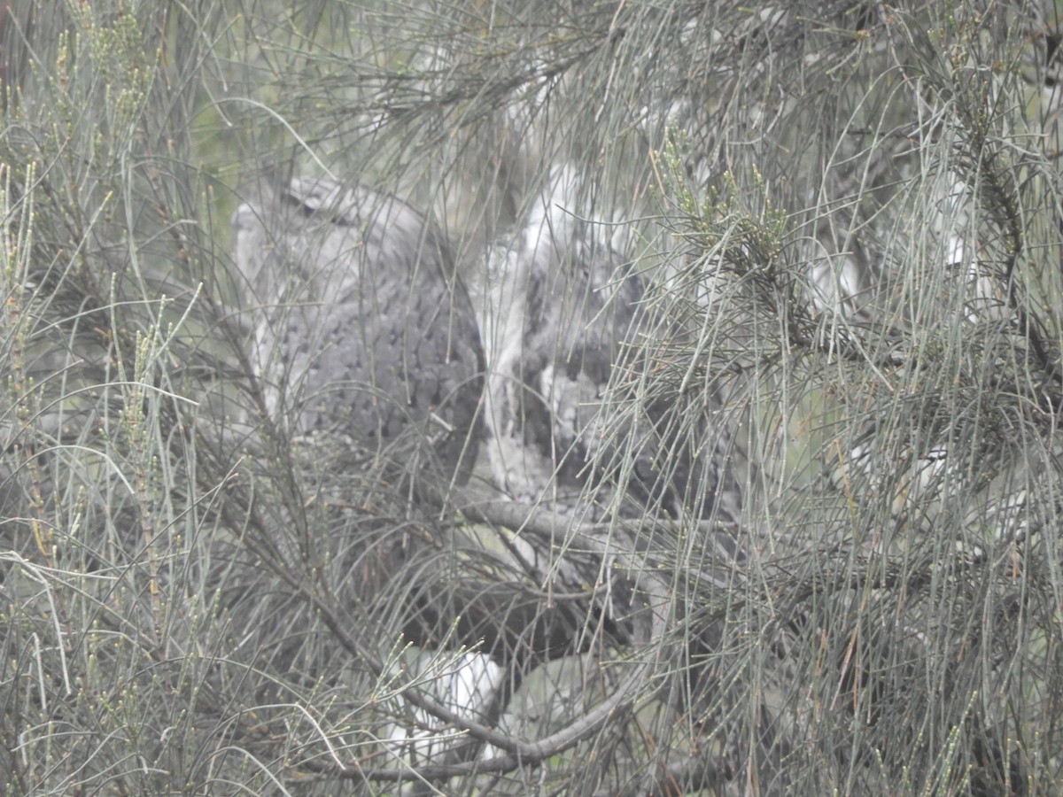 Tawny Frogmouth - ML646624494