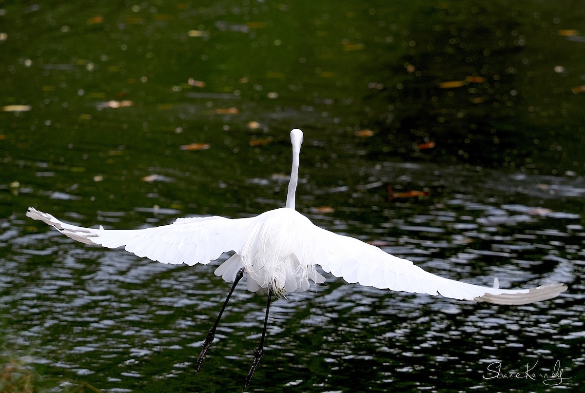 大白鷺 - ML646624495