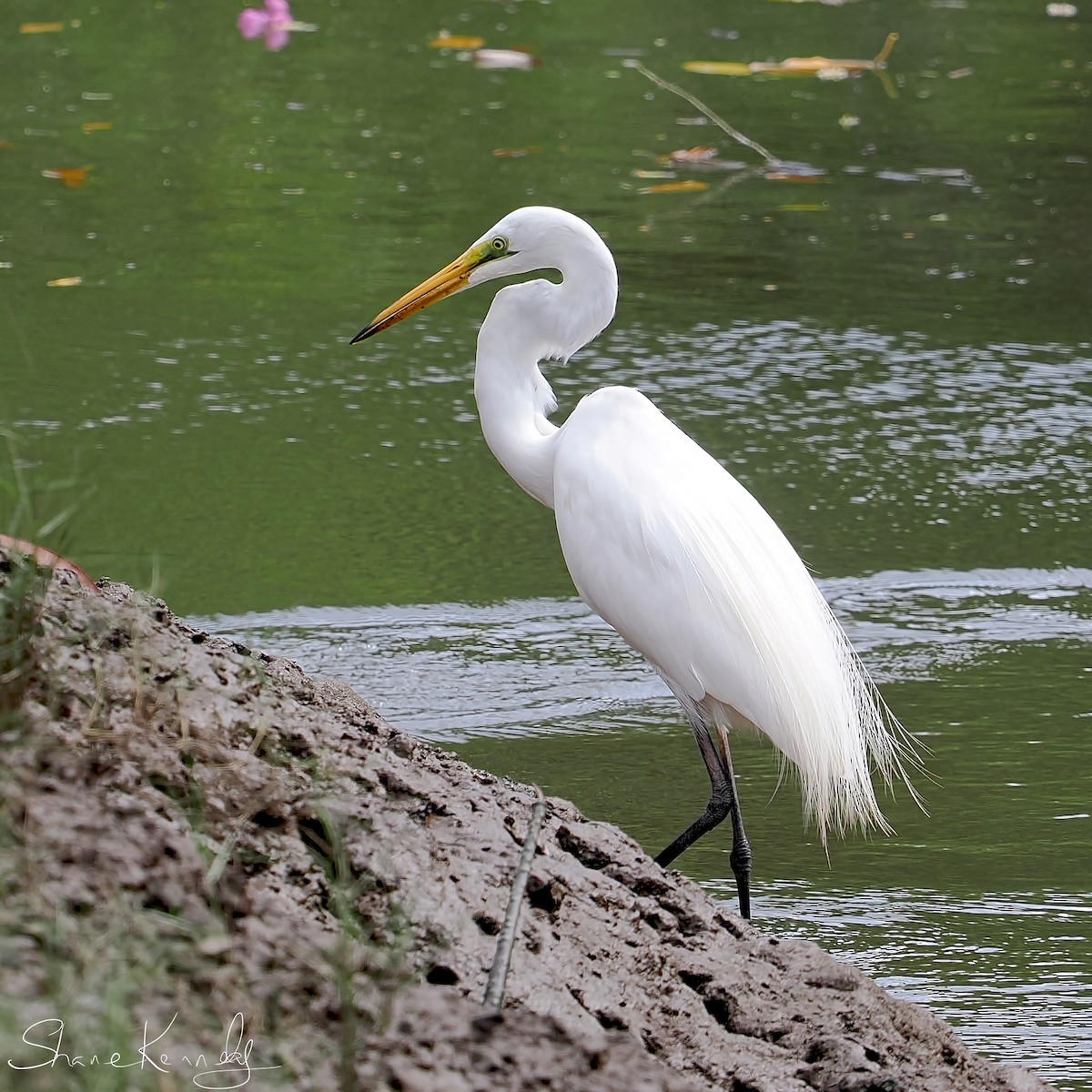 大白鷺 - ML646624496