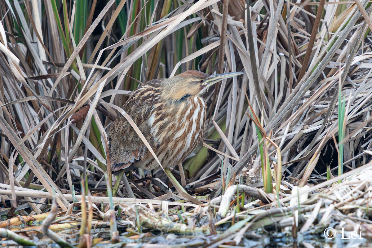 American Bittern - ML646624498