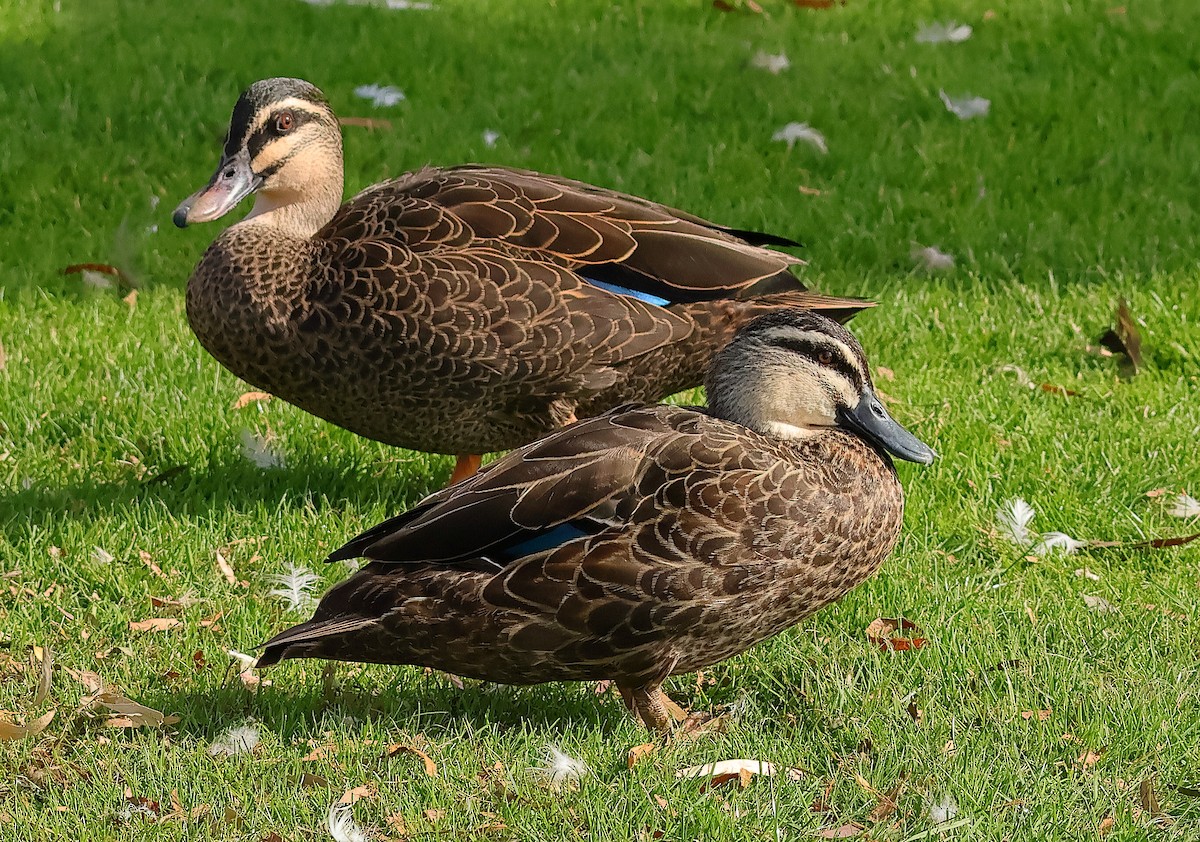 Pacific Black Duck x Mallard (hybrid) - ML646624500
