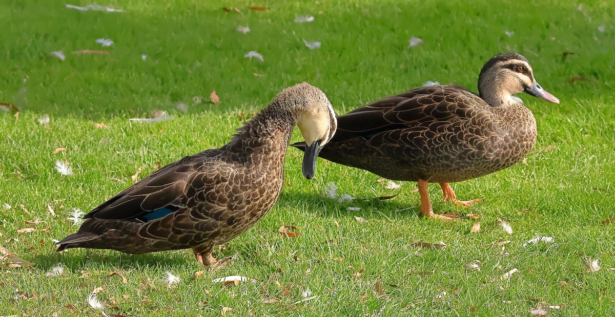 Pacific Black Duck x Mallard (hybrid) - ML646624501